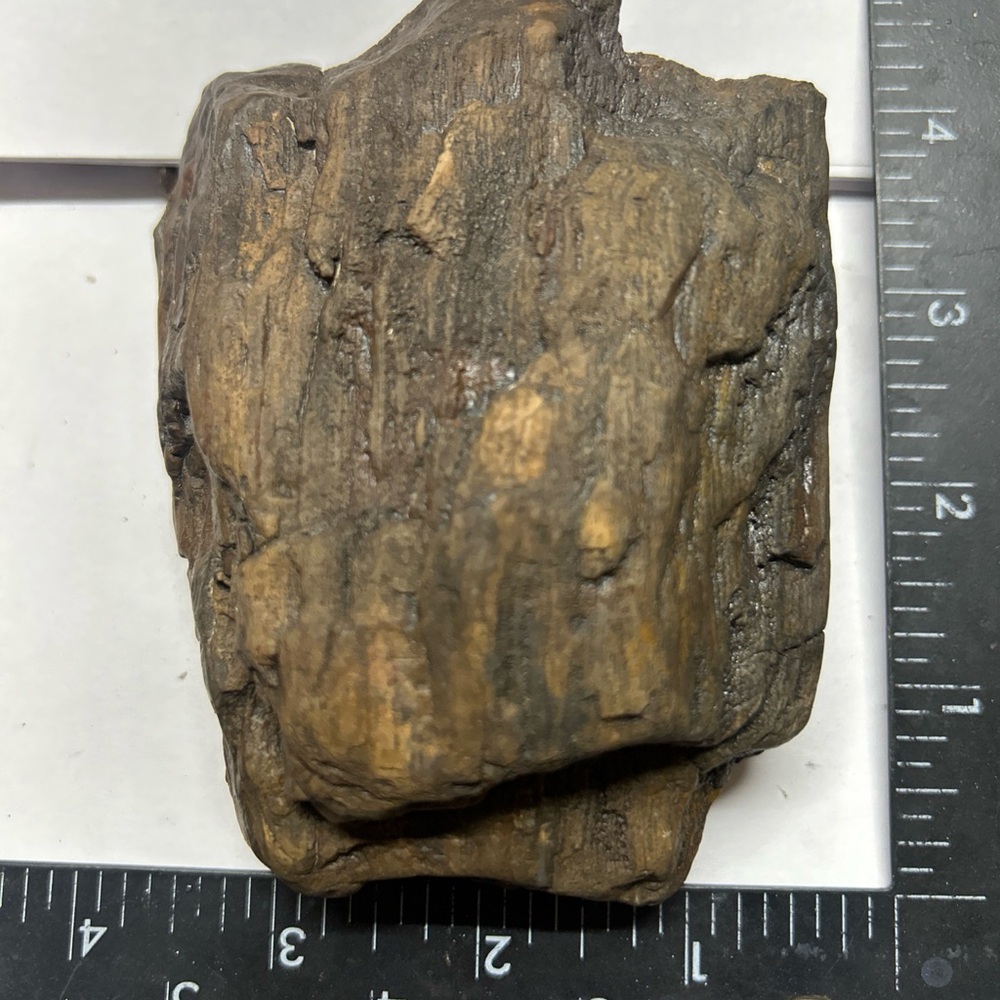 Petrified Wood